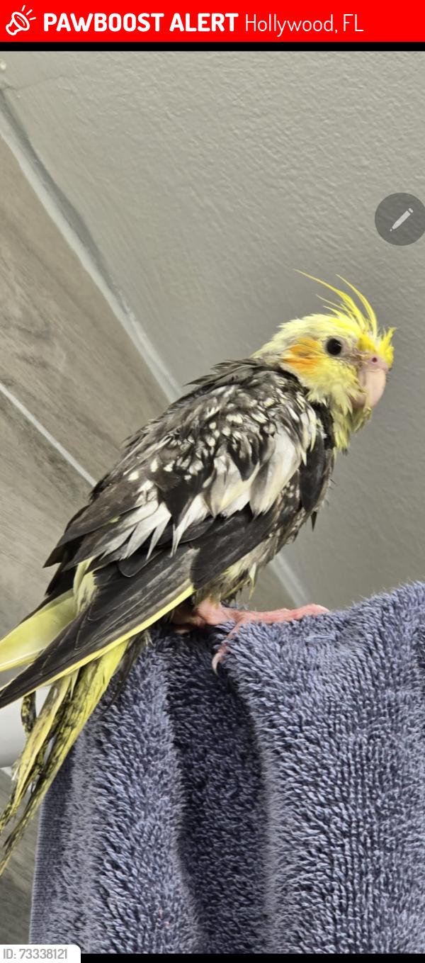 Lost Male Bird last seen Arthur terrace, Hollywood, FL 33021