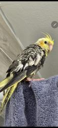 Lost Male Bird last seen Arthur terrace, Hollywood, FL 33021
