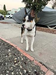 Found/Stray Male Dog last seen Bancroft, Oakland, CA 94605