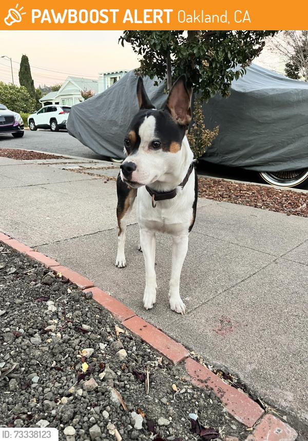 Found/Stray Male Dog last seen Bancroft, Oakland, CA 94605