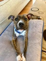 Shelter Stray Female Dog last seen Near Hambrick Road Stone Mountain, 30083, 30083, GA, 3280 Chamblee Dunwoody Rd, Chamblee, GA 30341, USA