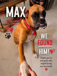 Reunited Male Dog last seen Winding Oaks Blvd, Shady Hills, FL 34667