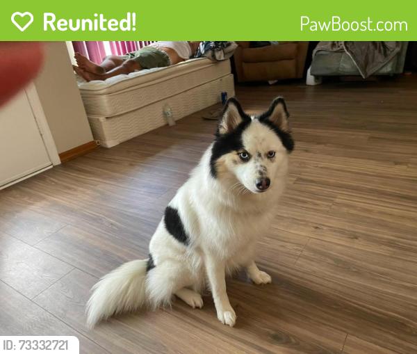 Reunited Female Dog last seen Fowler ave and central, Tampa, FL 33612