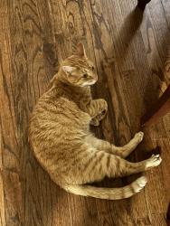 Found/Stray Female Cat last seen Clinton Nature Preserve, Villa Rica, GA 30180