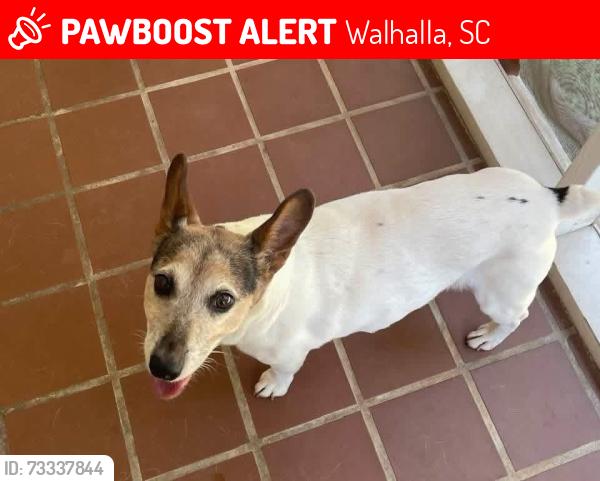 Lost Female Dog last seen N Poplar/S Lovingood Ave, Walhalla, SC 29691