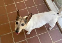 Lost Female Dog last seen N Poplar/S Lovingood Ave, Walhalla, SC 29691