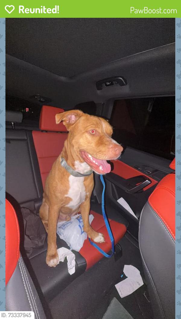 Reunited Male Dog last seen Near N Federal Hwy Boca Raton, FL 33431 United States, Federal Hwy, FL 33441
