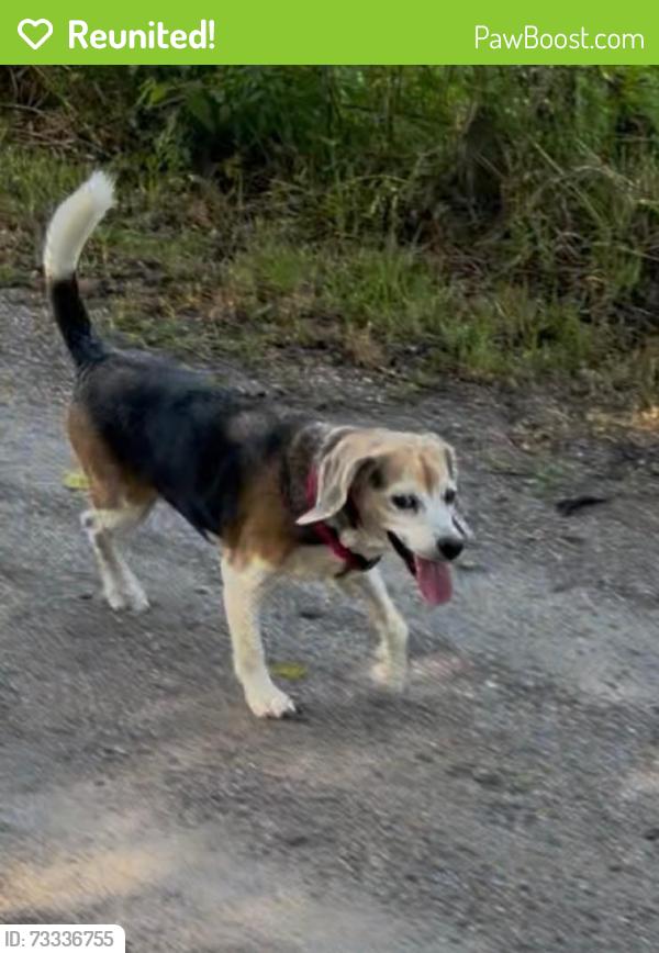Reunited Male Dog last seen Darby Road, Dade City, FL 33525