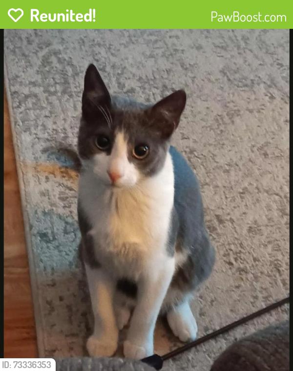 Reunited Male Cat last seen Lees summit rd and 24hwy independence Missouri, Independence, MO 64050