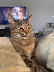 Lost Male Cat last seen Near block of Alamo bell way, Haslet, TX 76052