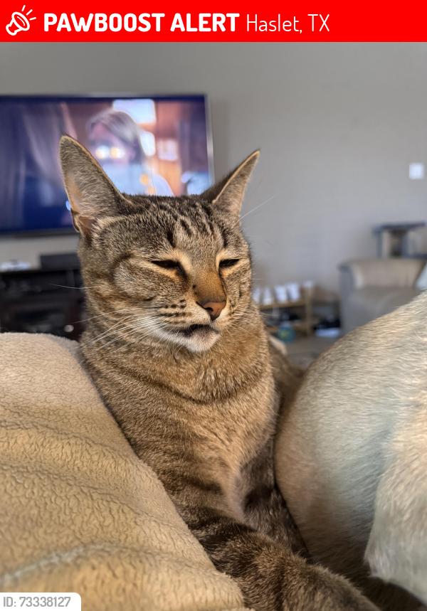 Lost Male Cat last seen Near block of Alamo bell way, Haslet, TX 76052