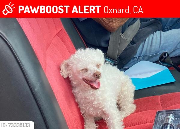 Lost Female Dog last seen Doris ave, Oxnard, CA 93030