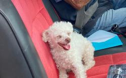 Lost Female Dog last seen Doris ave, Oxnard, CA 93030