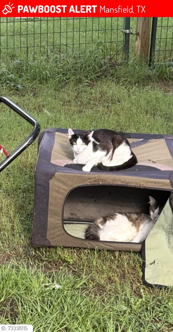 Lost Female Cat last seen Shirley lane, Mansfield, TX 76063