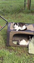 Lost Female Cat last seen Shirley lane, Mansfield, TX 76063