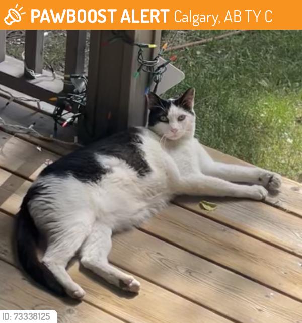 Found/Stray Unknown Cat last seen Evergreen Sw Calgary, Calgary, AB T2Y 5C5