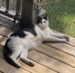 Found/Stray Unknown Cat last seen Evergreen Sw Calgary, Calgary, AB T2Y 5C5