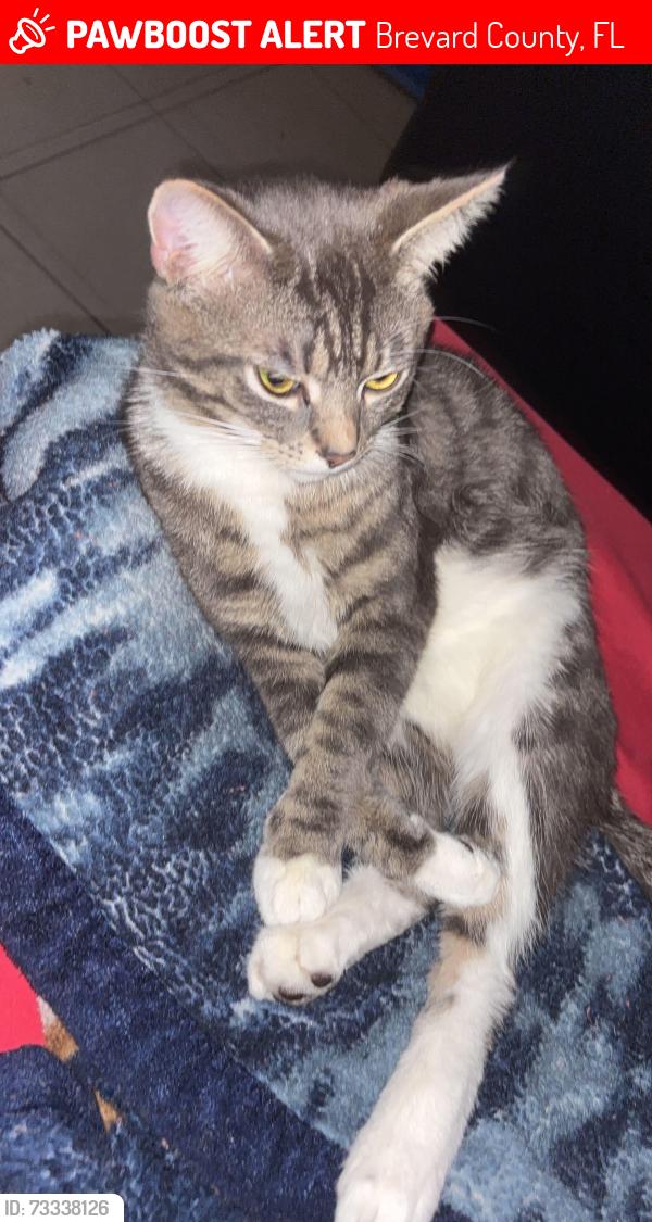 Lost Male Cat last seen Control results member gym, Brevard County, FL 32940