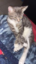 Lost Male Cat last seen Control results member gym, Brevard County, FL 32940