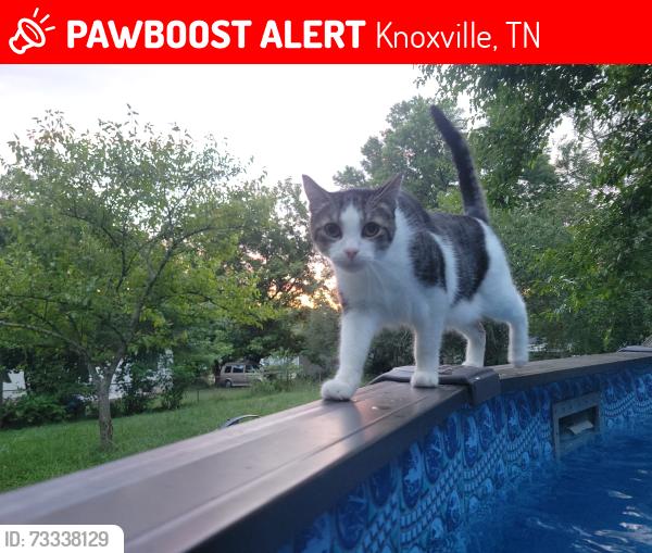 Lost Male Cat last seen Forestdale Ave and Vera Dr, Knoxville, TN 37917