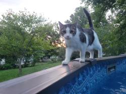 Lost Male Cat last seen Forestdale Ave and Vera Dr, Knoxville, TN 37917