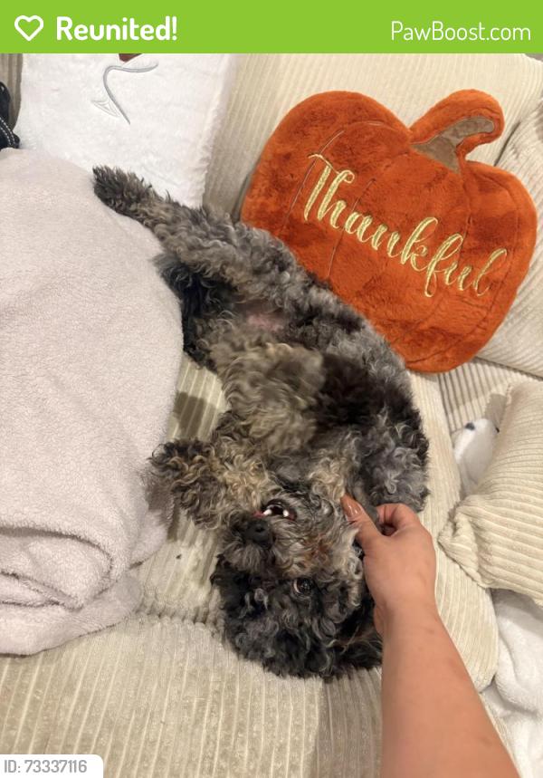 Reunited Male Dog last seen Craig & Camino Al Norte, North Las Vegas, NV 89032