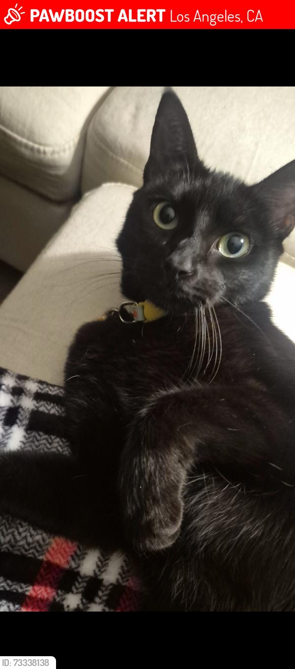 Lost Female Cat last seen Hatteras and hesperia, Los Angeles, CA 91316
