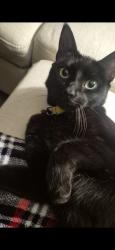 Lost Female Cat last seen Hatteras and hesperia, Los Angeles, CA 91316