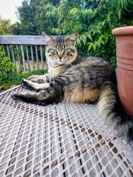 Lost Male Cat last seen E Floyd & S Kittredge St, Aurora, CO 80013