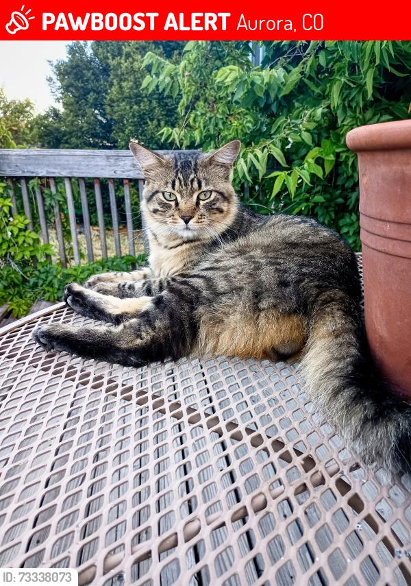 Lost Male Cat last seen E Floyd & S Kittredge St, Aurora, CO 80013