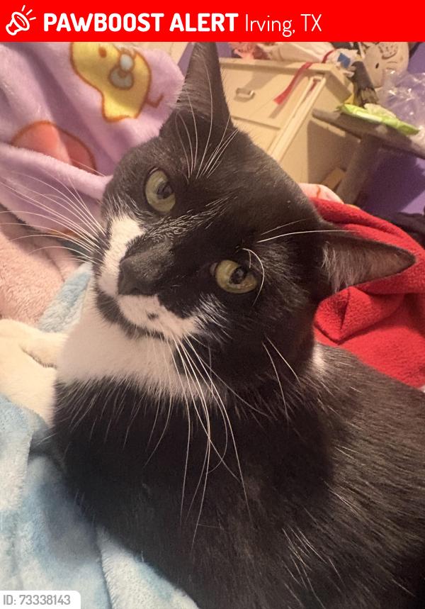Lost Male Cat last seen Near w union, Irving, TX 75061