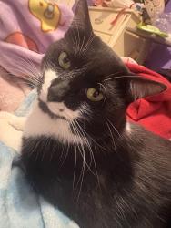 Lost Male Cat last seen Near w union, Irving, TX 75061