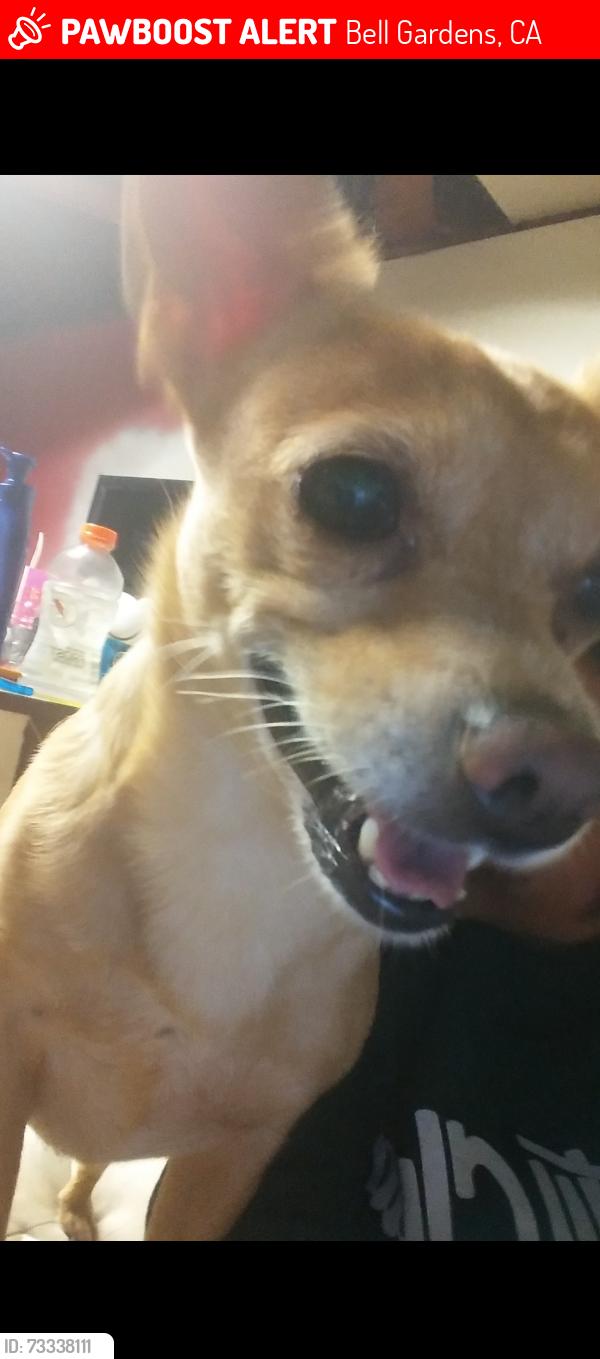 Lost Male Dog last seen Garfield y Florence av, Bell Gardens, CA 90201