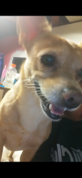 Lost Male Dog last seen Garfield y Florence av, Bell Gardens, CA 90201