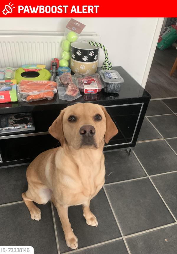 Lost Female Dog last seen Holy Cross, Belfast, Northern Ireland BT14 7LN