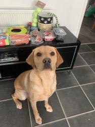 Lost Female Dog last seen Holy Cross, Belfast, Northern Ireland BT14 7LN