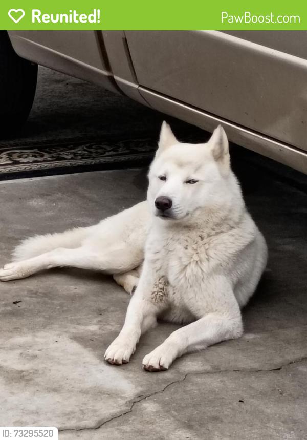 Reunited Male Dog last seen Johnston / San Jacinto, San Jacinto, CA 92583