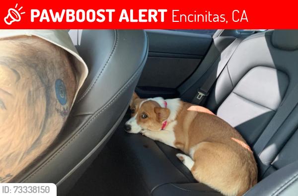 Lost Female Dog last seen Near dove run rd encinitas ca 92024, Encinitas, CA 92024