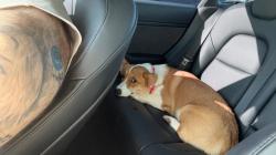 Lost Female Dog last seen Near dove run rd encinitas ca 92024, Encinitas, CA 92024