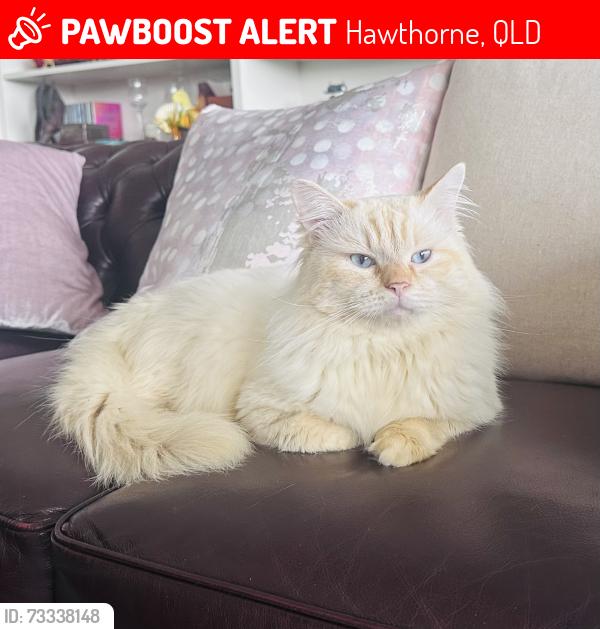 Lost Male Cat last seen Gordon street, Hawthorne, QLD 
