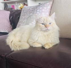 Lost Male Cat last seen Gordon street, Hawthorne, QLD 