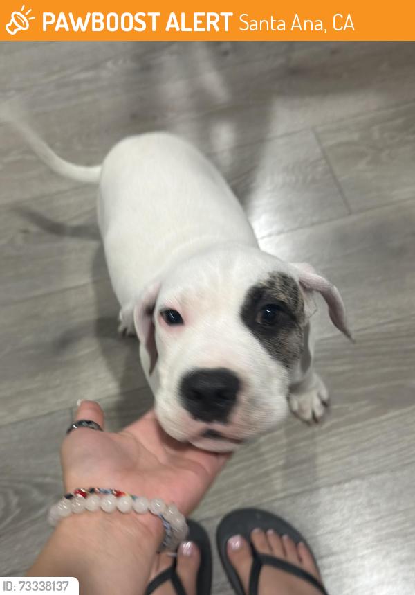 Found/Stray Male Dog last seen W 1st St and Fairview St, Santa Ana, CA 92703