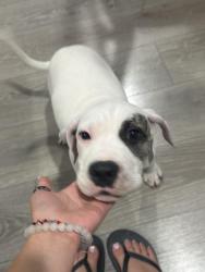 Found/Stray Male Dog last seen W 1st St and Fairview St, Santa Ana, CA 92703