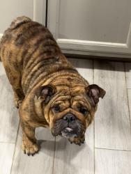 Reunited Female Dog last seen Aldine Westfield, Spring, TX 77373