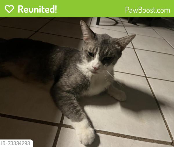 Reunited Male Cat last seen First Baptist Church Natalia, Natalia, TX 78059
