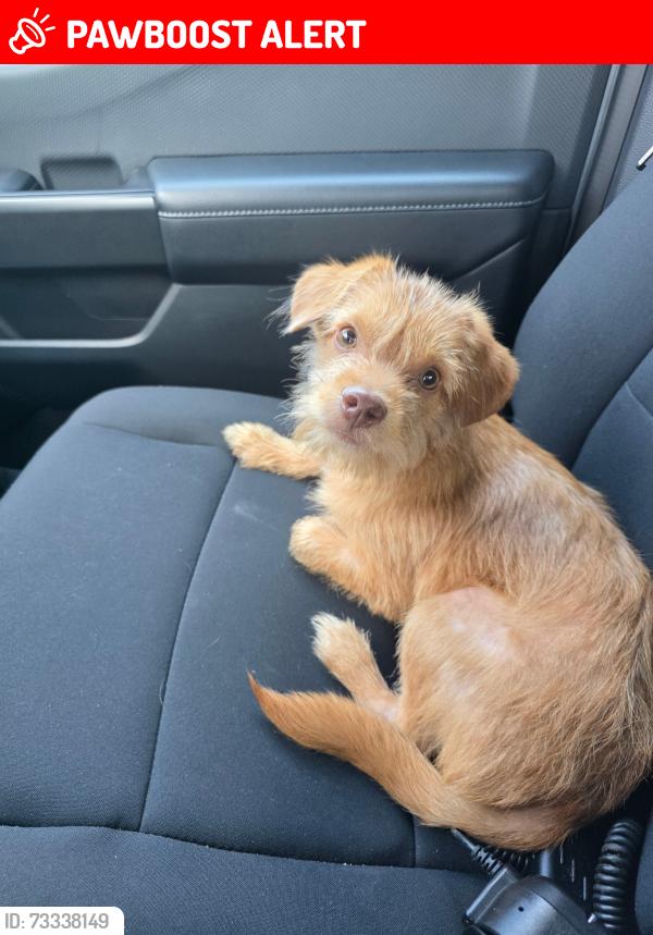 Lost Male Dog last seen Buttercup Way, Patriot Blvd, Sunset Way, North Charleston, SC 29485