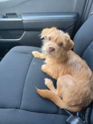 Lost Male Dog last seen Buttercup Way, Patriot Blvd, Sunset Way, North Charleston, SC 29485