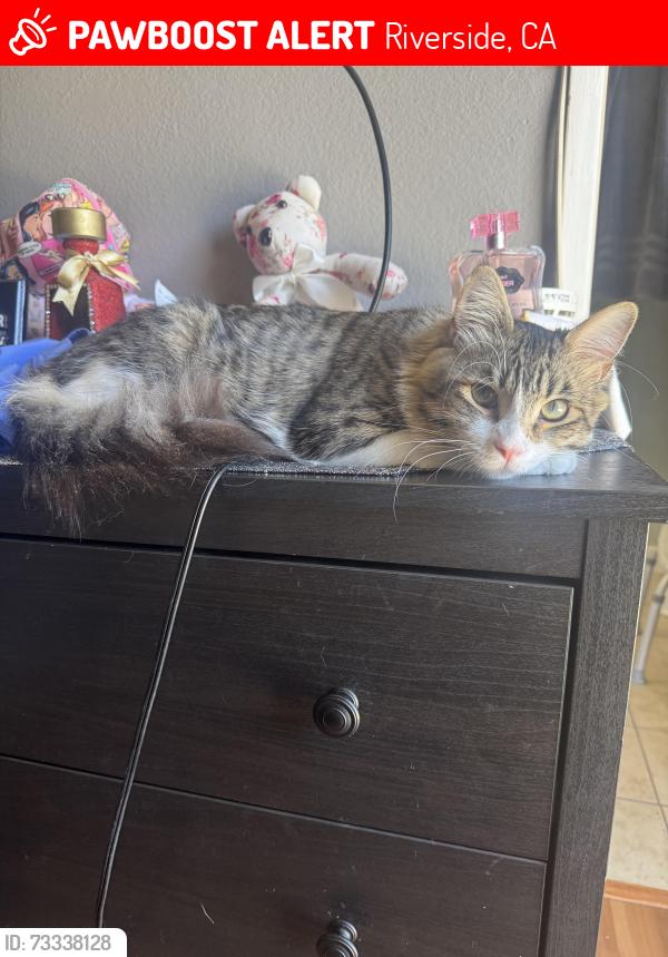 Lost Male Cat last seen La Sierra & Indiana Ave, Riverside, CA 92503