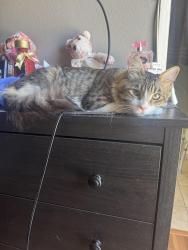 Lost Male Cat last seen La Sierra & Indiana Ave, Riverside, CA 92503