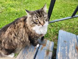 Found/Stray Unknown Cat last seen Birchmont and Bridgeport, Leduc, AB 